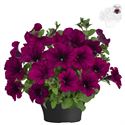 Bild von Petunia TP26 Purple